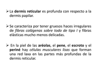  La dermis reticular es profunda con respecto a la
  dermis papilar.

 Se caracteriza por tener gruesos haces irregulares
  de fibras colágenas sobre todo de tipo I y fibras
  elásticas mucho menos delicadas.

 En la piel de las aréolas, el pene, el escroto y el
 periné hay células musculares lisas que forman
 una red laxa en las partes más profundas de la
 dermis reticular.
 