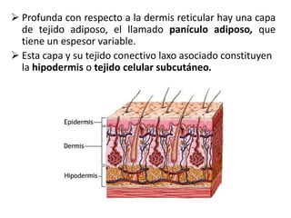  Profunda con respecto a la dermis reticular hay una capa
  de tejido adiposo, el llamado panículo adiposo, que
  tiene un espesor variable.
 Esta capa y su tejido conectivo laxo asociado constituyen
  la hipodermis o tejido celular subcutáneo.
 
