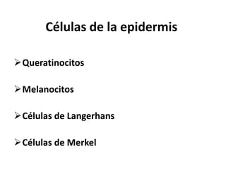 Células de la epidermis

Queratinocitos

Melanocitos

Células de Langerhans

Células de Merkel
 
