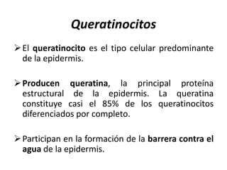 Queratinocitos
 El queratinocito es el tipo celular predominante
  de la epidermis.

 Producen queratina, la principal proteína
  estructural de la epidermis. La queratina
  constituye casi el 85% de los queratinocitos
  diferenciados por completo.

 Participan en la formación de la barrera contra el
  agua de la epidermis.
 
