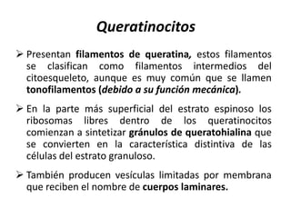 Queratinocitos
 Presentan filamentos de queratina, estos filamentos
  se clasifican como filamentos intermedios del
  citoesqueleto, aunque es muy común que se llamen
  tonofilamentos (debido a su función mecánica).
 En la parte más superficial del estrato espinoso los
  ribosomas libres dentro de los queratinocitos
  comienzan a sintetizar gránulos de queratohialina que
  se convierten en la característica distintiva de las
  células del estrato granuloso.
 También producen vesículas limitadas por membrana
  que reciben el nombre de cuerpos laminares.
 