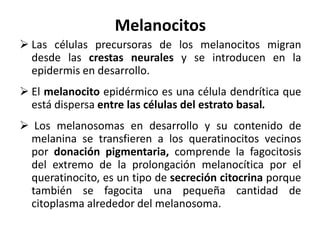 Melanocitos
 Las células precursoras de los melanocitos migran
  desde las crestas neurales y se introducen en la
  epidermis en desarrollo.
 El melanocito epidérmico es una célula dendrítica que
  está dispersa entre las células del estrato basal.
 Los melanosomas en desarrollo y su contenido de
 melanina se transfieren a los queratinocitos vecinos
 por donación pigmentaria, comprende la fagocitosis
 del extremo de la prolongación melanocítica por el
 queratinocito, es un tipo de secreción citocrina porque
 también se fagocita una pequeña cantidad de
 citoplasma alrededor del melanosoma.
 