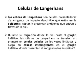 Células de Langerhans
 Las células de Langerhans son células presentadoras
  de antígenos de aspecto dendrítico que están en la
  epidermis, captan y presentan antígenos que entran a
  través de la piel.

 Durante su migración desde la piel hasta el ganglio
  linfático, las células de Langerhans se transforman
  primero en células veladas en los vasos linfáticos y
  luego en células interdigitantes en el ganglio
  linfático, donde presentan el antígeno a los linfocitos T.
 
