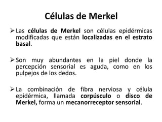Células de Merkel
 Las células de Merkel son células epidérmicas
  modificadas que están localizadas en el estrato
  basal.

 Son muy abundantes en la piel donde la
  percepción sensorial es aguda, como en los
  pulpejos de los dedos.

 La combinación de fibra nerviosa y célula
  epidérmica, llamada corpúsculo o disco de
  Merkel, forma un mecanorreceptor sensorial.
 