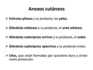 Anexos cutáneos
 Folículos pilosos y su producto, los pelos.

 Glándulas sebáceas y su producto, el unto sebáceo.

 Glándulas sudoríparas ecrinas y su producto, el sudor.

 Glándulas sudoríparas apocrinas y su producto mixto.

 Uñas, que están formadas por queratina dura y sirven
  como protección.
 