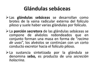 Glándulas sebáceas
 Las glándulas sebáceas se desarrollan como
  brotes de la vaina radicular externa del folículo
  piloso y suele haber varias glándulas por folículo.
 La porción secretora de las glándulas sebáceas se
  compone de alvéolos redondeados que en
  conjunto forman una masa en forma de “racimo
  de uvas”, los alvéolos se continúan con un corto
  conducto excretor hacia el folículo piloso.
 La sustancia sintetizada por la glándula se
  denomina sebo, es producto de una secreción
  holocrina.
 