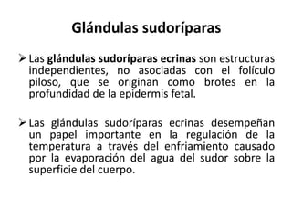 Glándulas sudoríparas
 Las glándulas sudoríparas ecrinas son estructuras
  independientes, no asociadas con el folículo
  piloso, que se originan como brotes en la
  profundidad de la epidermis fetal.

 Las glándulas sudoríparas ecrinas desempeñan
  un papel importante en la regulación de la
  temperatura a través del enfriamiento causado
  por la evaporación del agua del sudor sobre la
  superficie del cuerpo.
 