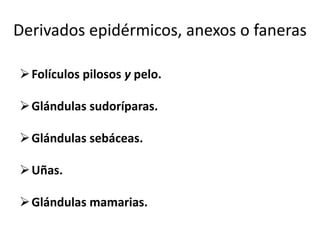 Derivados epidérmicos, anexos o faneras

 Folículos pilosos y pelo.

 Glándulas sudoríparas.

 Glándulas sebáceas.

 Uñas.

 Glándulas mamarias.
 