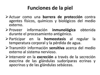 Funciones de la piel
 Actuar como una barrera de protección contra
  agentes físicos, químicos y biológicos del medio
  externo.
 Proveer información inmunológica obtenida
  durante el procesamiento antigénico.
 Participar en la homeostasis al regular la
  temperatura corporal y la pérdida de agua.
 Transmitir información sensitiva acerca del medio
  externo al sistema nervioso.
 Intervenir en la excreción a través de la secreción
  exocrina de las glándulas sudoríparas ecrinas y
  apocrinas y de las glándulas sebáceas.
 