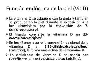 Función endócrina de la piel (Vit D)
 La vitamina D se adquiere con la dieta y también
  se produce en la piel durante la exposición a la
  luz ultravioleta por la conversión de 7-
  dehidrocolesterol.
 El hígado convierte la vitamina D en 25-
  hidroxicolecalciferol.
 En los riñones ocurre la conversión adicional de la
  vitamina D en 1,25-dihidroxicolecalciferol
  (calcitriol), la forma más activa de la vitamina D.
 La deficiencia de vitamina D se asocia con
  raquitismo (chicos) y osteomalacia (adultos).
 