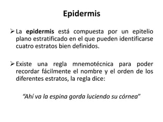Epidermis
 La epidermis está compuesta por un epitelio
  plano estratificado en el que pueden identificarse
  cuatro estratos bien definidos.

 Existe una regla mnemotécnica para poder
  recordar fácilmente el nombre y el orden de los
  diferentes estratos, la regla dice:

    “Ahí va la espina gorda luciendo su córnea”
 