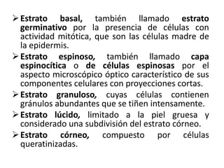  Estrato basal, también llamado estrato
  germinativo por la presencia de células con
  actividad mitótica, que son las células madre de
  la epidermis.
 Estrato espinoso, también llamado capa
  espinocítica o de células espinosas por el
  aspecto microscópico óptico característico de sus
  componentes celulares con proyecciones cortas.
 Estrato granuloso, cuyas células contienen
  gránulos abundantes que se tiñen intensamente.
 Estrato lúcido, limitado a la piel gruesa y
  considerado una subdivisión del estrato córneo.
 Estrato córneo, compuesto por células
  queratinizadas.
 