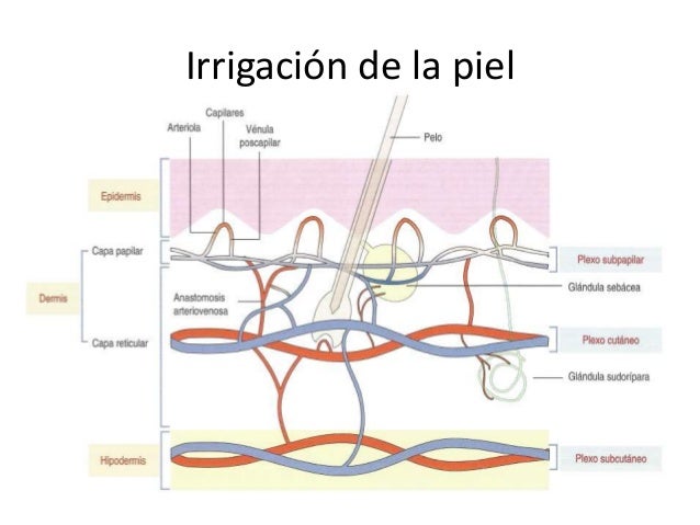 Inervacion E Irrigacion De La Piel
