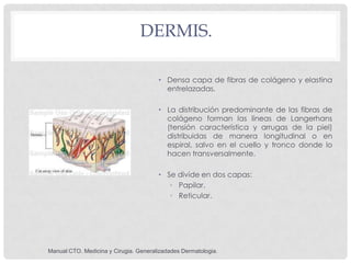 DERMIS.

                                       • Densa capa de fibras de colágeno y elastina
                            ...