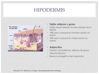 HIPODERMIS

                                          • Tejido adiposo o graso
                                          •...