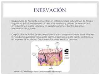 INERVACIÓN

• Corpúsculos de Pacini: Se encuentran en el tejido celular subcutáneo de todo el
  organismo, principalmente ...