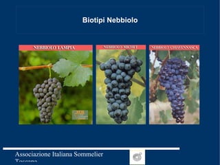 Biotipi Nebbiolo 