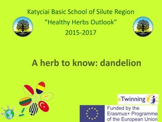 A herb to know: dandelion
Katyciai Basic School of Silute Region
“Healthy Herbs Outlook”
2015-2017
 