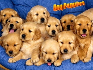 Dog Puppies 