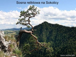 Sosna reliktowa na Sokolicy   Sosna reliktowa na Sokolicy 