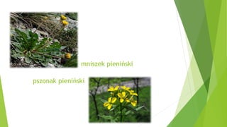 mniszek pieniński
pszonak pieniński
 