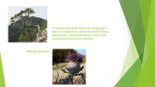 W naszym klimacie sosny nie występują w
górach. Najbardziej znane drzewo w Polsce,
poskręcana, karłowata sosna rosnąca nad
przepaścią na szczycie Sokolicy.
Ostrożeń głowacz
 