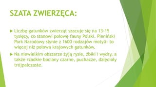 SZATA ZWIERZĘCA:
 Liczbę gatunków zwierząt szacuje się na 13-15
tysięcy, co stanowi połowę fauny Polski. Pieniński
Park Narodowy słynie z 1600 rodzajów motyli- to
więcej niż połowa krajowych gatunków.
 Na niewielkim obszarze żyją rysie, żbiki i wydry, a
także rzadkie bociany czarne, puchacze, dzięcioły
trójpalczaste.
 