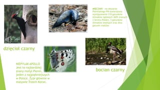 dzięcioł czarny
bocian czarny
MIĘCZAKI – na obszarze
Pienińskiego PN stwierdzono
występowanie 110 gatunków
ślimaków lądowych (60% znanych
z terenu Polski), 3 gatunków
ślimaków wodnych oraz dwa
gatunki małżów.
NIEPYLAK APOLLO
Jest to najbardziej
znany motyl Pienin,
jeden z najpiękniejszych
w Polsce. Żyje głównie w
masywie Trzech Koron.
 