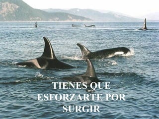 TIENES QUE
ESFORZARTE POR
    SURGIR
 