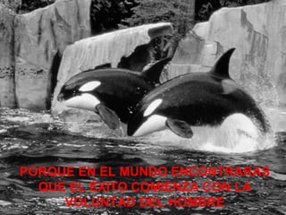 PORQUE EN EL MUNDO ENCONTRARAS
  QUE EL ÉXITO COMIENZA CON LA
     VOLUNTAD DEL HOMBRE
 