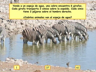 Yendo a un espejo de agua, una cebra encuentra 6 girafas. Cada girafa transporta 3 simios sobre la espalda. Cada simio tiene 2 pájaros sobre el hombro derecho. ¿Cuántos animales van al espejo de agua? 1 37 61 
