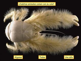¿Cuántos animales comen con su cola?   Uno sólo Algunos Todos 
