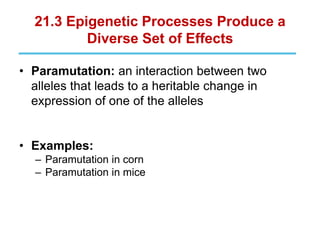 21.3 Epigenetic Processes Produce a
Diverse Set of Effects
• Paramutation: an interaction between two
alleles that leads to a heritable change in
expression of one of the alleles
• Examples:
– Paramutation in corn
– Paramutation in mice
 