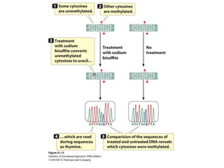 Pierce5e_ch21_lecturePPT.ppt