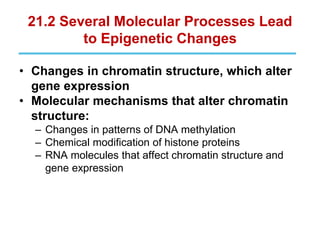 21.2 Several Molecular Processes Lead
to Epigenetic Changes
• Changes in chromatin structure, which alter
gene expression
• Molecular mechanisms that alter chromatin
structure:
– Changes in patterns of DNA methylation
– Chemical modification of histone proteins
– RNA molecules that affect chromatin structure and
gene expression
 