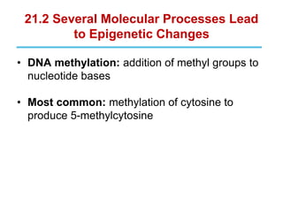 21.2 Several Molecular Processes Lead
to Epigenetic Changes
• DNA methylation: addition of methyl groups to
nucleotide bases
• Most common: methylation of cytosine to
produce 5-methylcytosine
 
