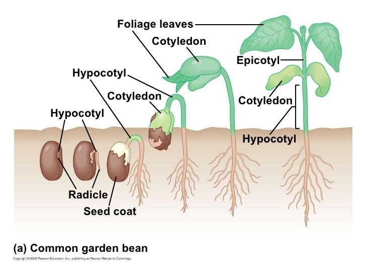 Plantenbiologie college 1 deel 1