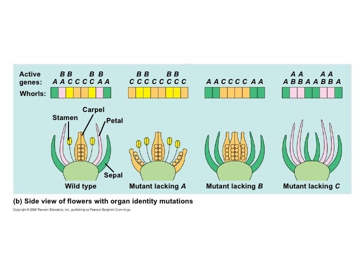 Plantenbiologie college 11