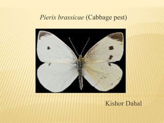 Pieris brassicae (Cabbage pest)
Kishor Dahal
 