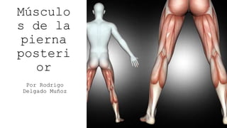 Músculo
s de la
pierna
posteri
or
Por Rodrigo
Delgado Muñoz
 