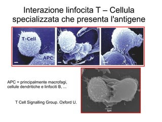 T Cell Signalling Group. Oxford U.
Interazione linfocita T – Cellula
specializzata che presenta l'antigene
APC = principalmente macrofagi,
cellule dendritiche e linfociti B, ...
 