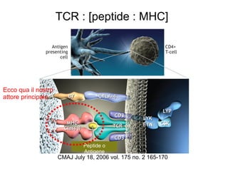 CMAJ July 18, 2006 vol. 175 no. 2 165-170
TCR : [peptide : MHC]
Ecco qua il nostro
attore principale
Peptide o
Antigene
 
