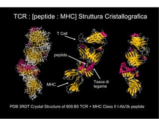 PDB 3RDT Crystal Structure of 809.B5 TCR + MHC Class II I-Ab/3k peptide
TCR : [peptide : MHC] Struttura Cristallografica
T Cell
peptide
MHC
Tasca di
legame
 