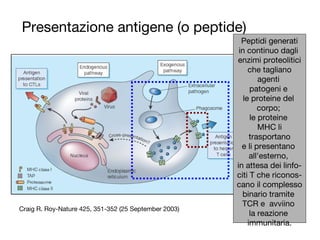 Presentazione antigene (o peptide)
Craig R. Roy-Nature 425, 351-352 (25 September 2003)
Peptidi generati
in continuo dagli
enzimi proteolitici
che tagliano
agenti
patogeni e
le proteine del
corpo;
le proteine
MHC li
trasportano
e li presentano
all'esterno,
in attesa dei linfo-
citi T che riconos-
cano il complesso
binario tramite
TCR e avviino
la reazione
immunitaria.
 