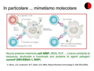 In particolare ... mimetismo molecolare
C. Münz, J.D. Lünemann, M.T. Getts, S.D. Miller, Nature Reviews Immunology 9, 246-258 (2009)
Alcune proteine mieliniche self (MBP, MOG, PLP, …) hanno similarità di
sequenza, strutturale o funzionale con proteine di agenti patogeni
nonself (EBV/EBNA-1, MAP).
 