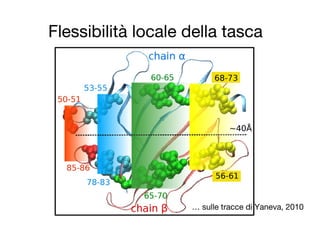 Flessibilità locale della tasca
… sulle tracce di Yaneva, 2010
 