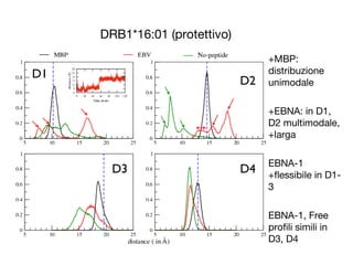 DRB1*16:01 (protettivo)
+MBP:
distribuzione
unimodale
+EBNA: in D1,
D2 multimodale,
+larga
EBNA-1
+flessibile in D1-
3
EBNA-1, Free
profili simili in
D3, D4
D1
D2
D4D3
 