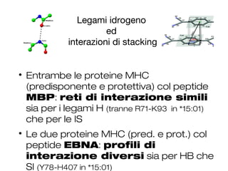 Legami idrogeno
ed
interazioni di stacking

Entrambe le proteine MHC
(predisponente e protettiva) col peptide
MBP: reti di interazione simili
sia per i legami H (tranne R71-K93 in *15:01)
che per le IS

Le due proteine MHC (pred. e prot.) col
peptide EBNA: profili di
interazione diversi sia per HB che
SI (Y78-H407 in *15:01)
 