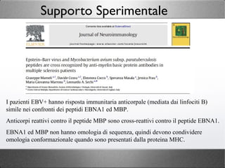 Supporto Sperimentale
I pazienti EBV+ hanno risposta immunitaria anticorpale (mediata dai linfociti B)
simile nei confronti dei peptidi EBNA1 ed MBP.
Anticorpi reattivi contro il peptide MBP sono cross-reattivi contro il peptide EBNA1.
EBNA1 ed MBP non hanno omologia di sequenza, quindi devono condividere
omologia conformazionale quando sono presentati dalla proteina MHC.
 