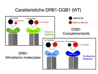 Caratteristiche DRB1-DQB1 (WT)
DRB1
Mimetismo molecolare
DQB1
Complementarità
 
